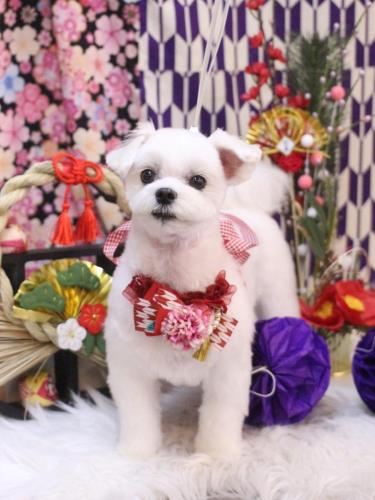 20250125まるちゃん